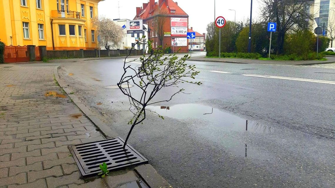 Miasto wyłoniło firmę, która będzie czyściła wypusty uliczne w Kędzierzynie-Koźlu