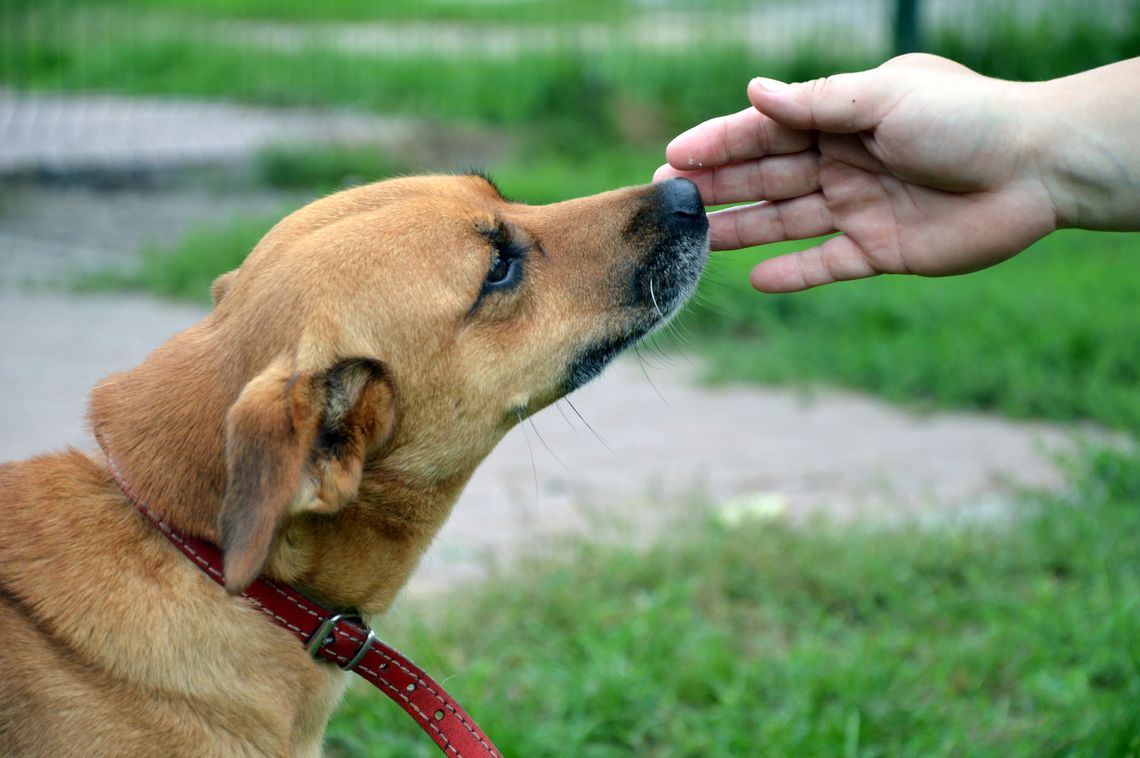 Miesiąc dobroci dla zwierząt. Zobacz wystawę pt. „Nie kupuj! Adoptuj”