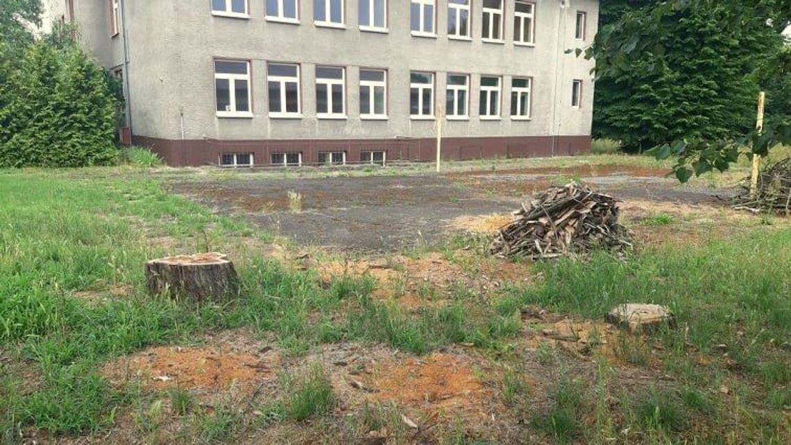 MZBK wyjaśnia dlaczego wycięło drzewa przy byłej szkole na Pogorzelcu