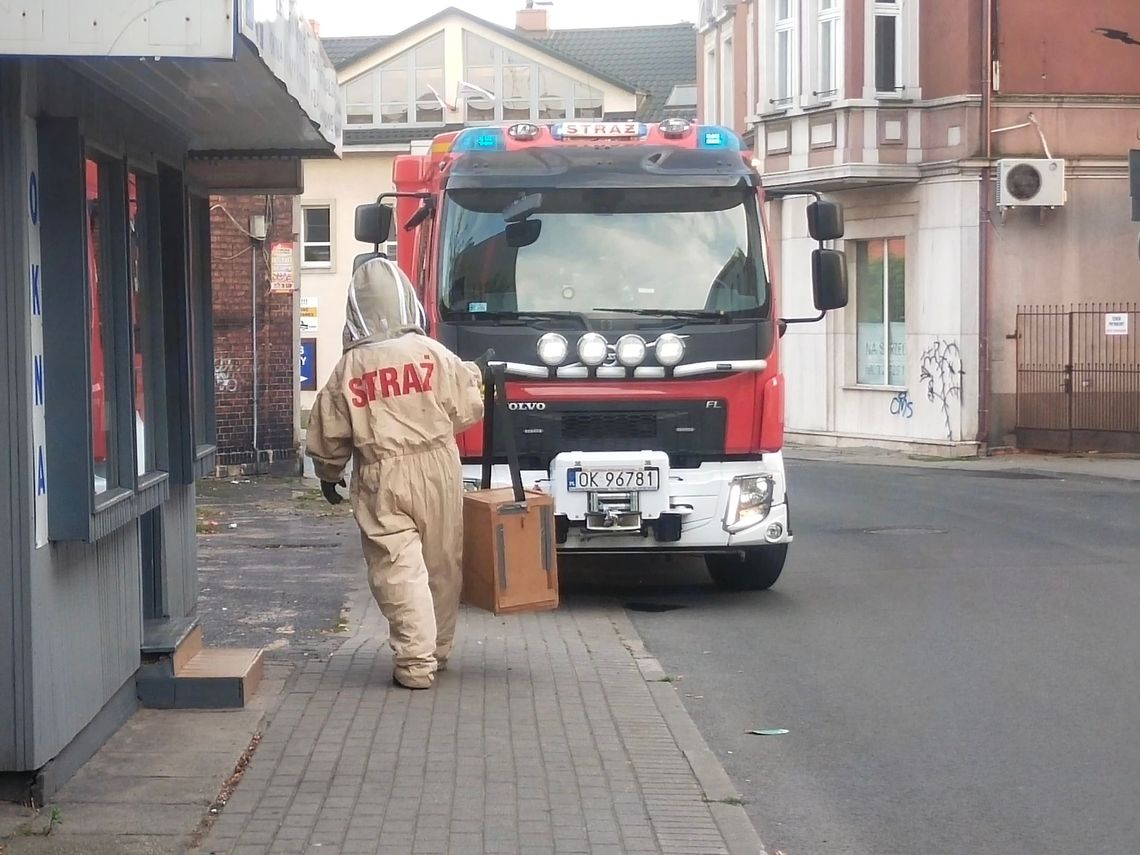Na balkonie zagnieździły się osy. Interweniowali strażacy Na balkonie zagnieździły się osy. Interweniowali strażacy