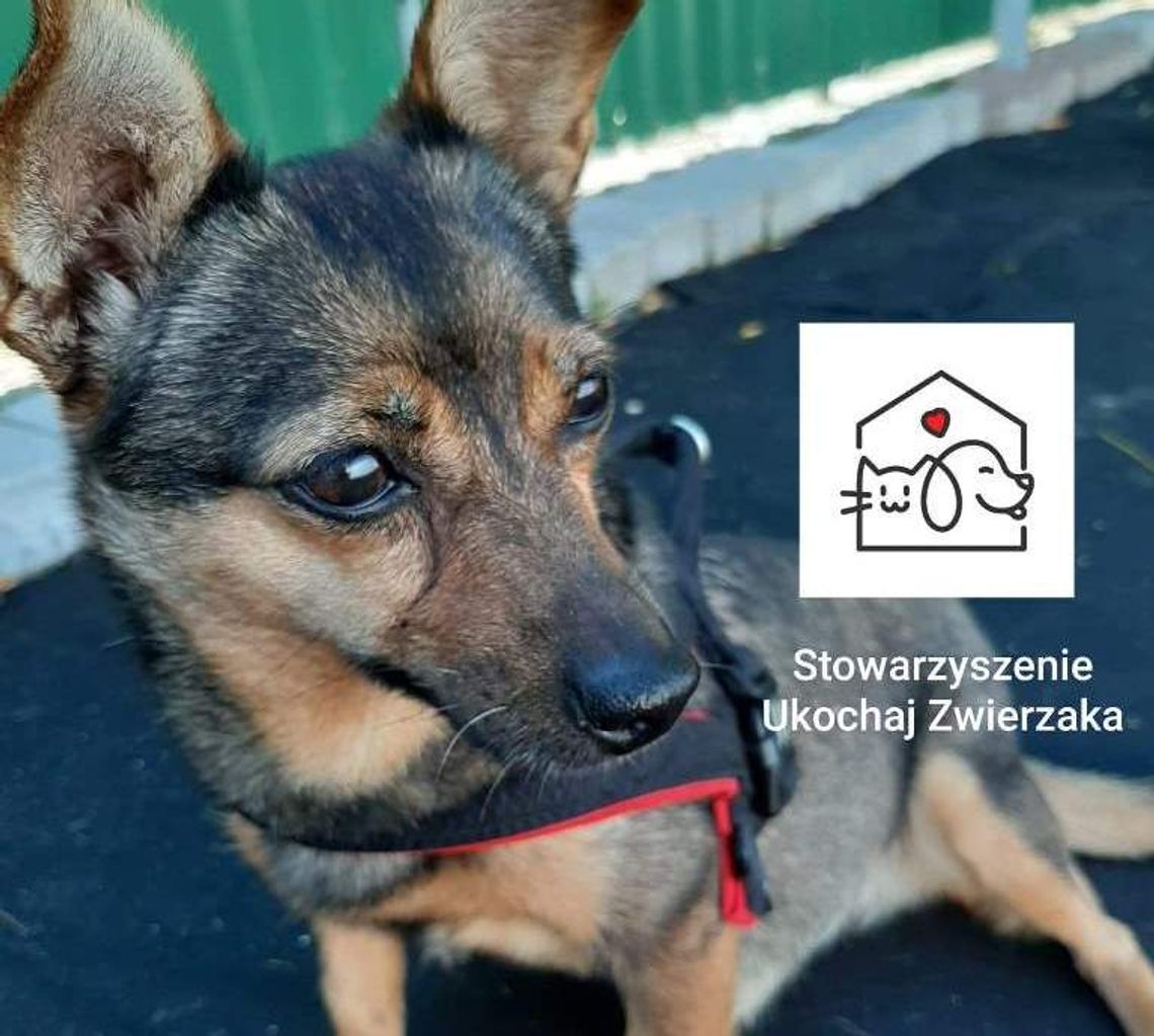 Na co dzień pomagają zwierzętom. Dziś sami proszą o symboliczne wsparcie