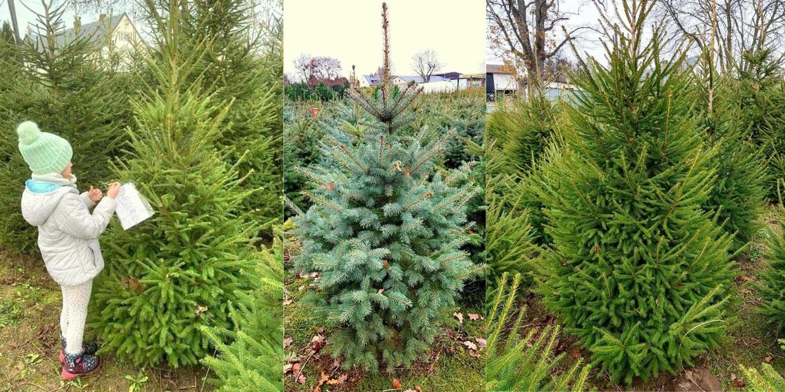 Na plantacji w Radoszowach kupisz najpiękniejsze choinki na święta