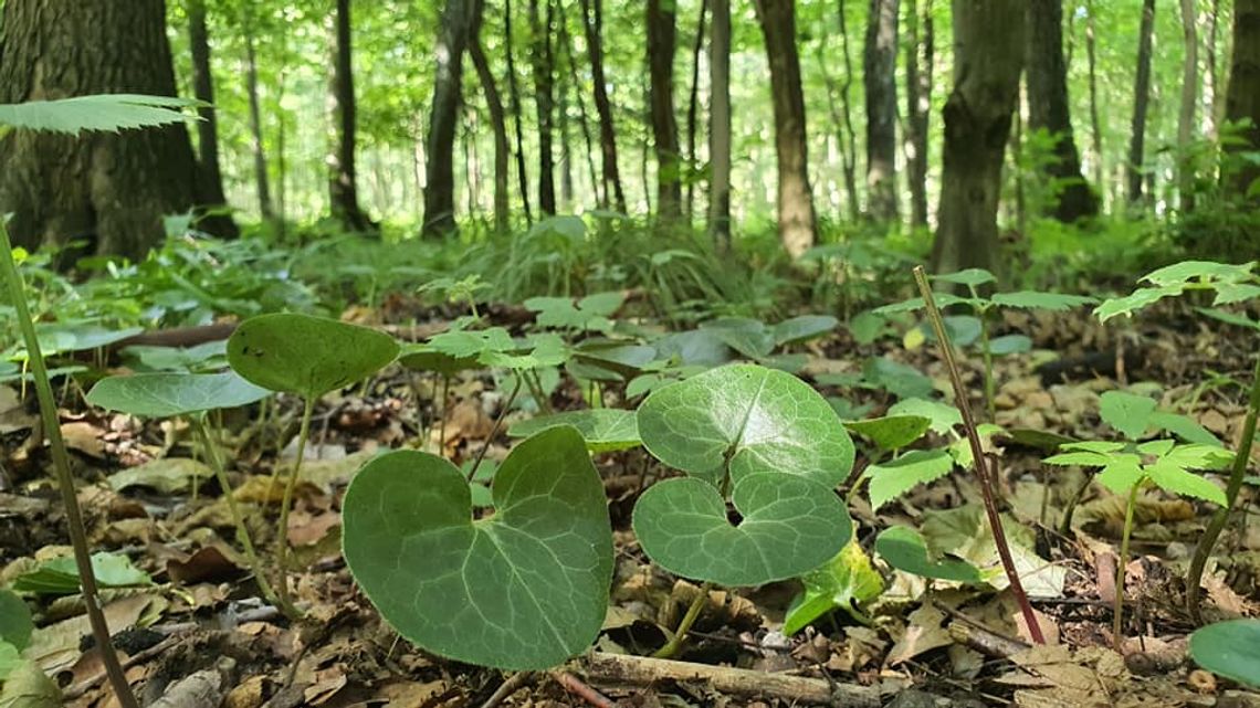 Nadleśnictwo Kędzierzyn zachęca do nocowania w lesie