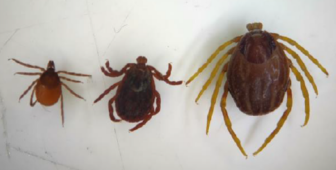 Natknąłeś się na gigantycznego kleszcza? Złap go i prześlij naukowcom!