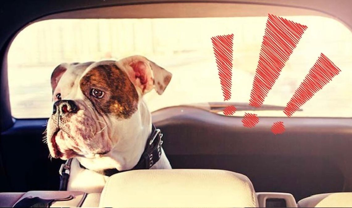 „Nie miałem z kim go zostawić”. Pies czekał w upale, właściciel relaksował się w saunie