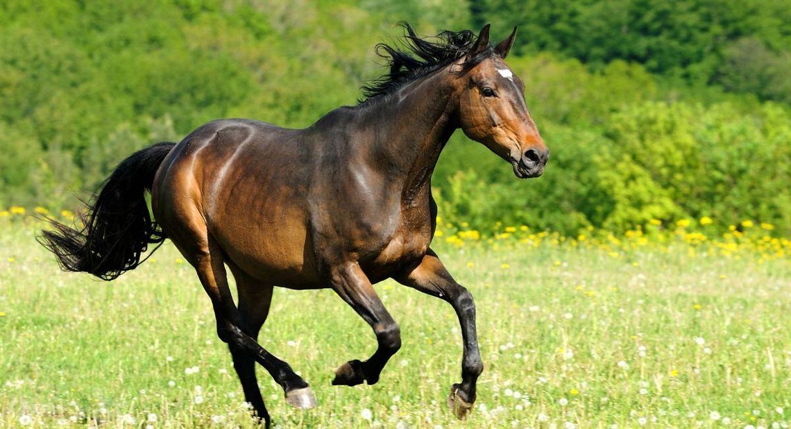 Niebezpieczny incydent na pikniku w Koźlu. Koń wbiegł w uczestników i potrącił 3-letnią dziewczynkę