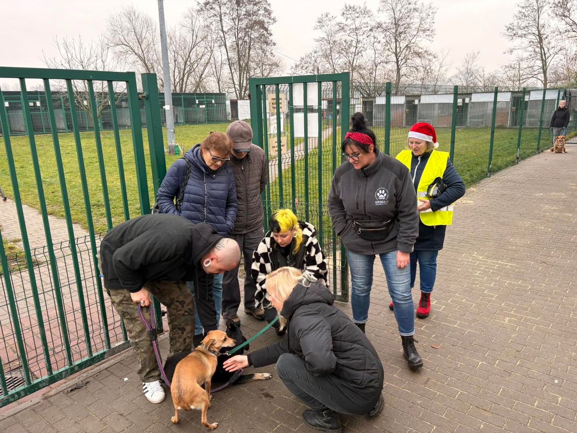 Niech bezdomne czworonogi też poczują magię świąt. ZDJĘCIA Niech bezdomne czworonogi też poczują magię świąt. ZDJĘCIA