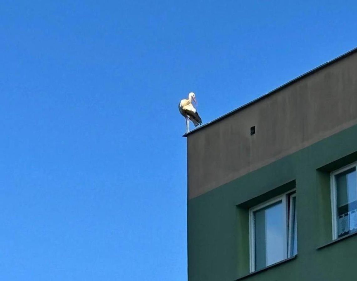 Niecodzienny widok na os. Piastów. Siedzący na bloku bocian wzbudził zainteresowanie mieszkańców Niecodzienny widok na os. Piastów. Siedzący na bloku bocian wzbudził zainteresowanie mieszkańców