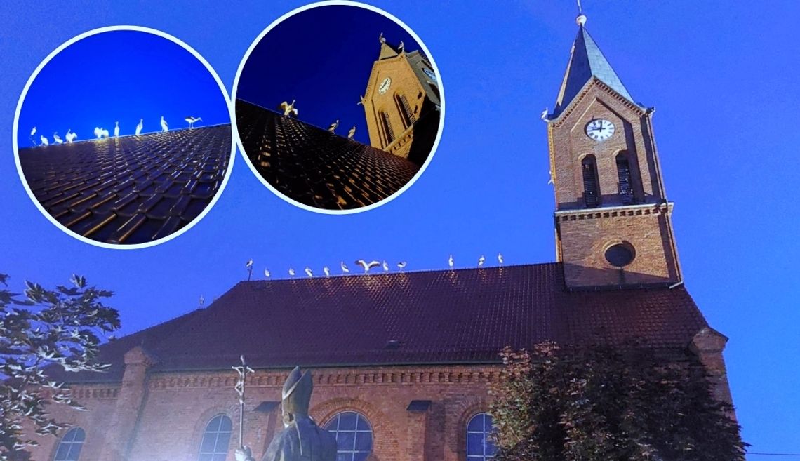 Niezwykły widok w Ostrożnicy. Bociani sejmik na dachu kościoła. ZDJĘCIA