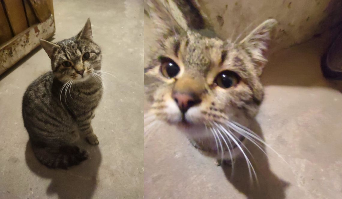 Od kilku dni błąka się po osiedlu Pogorzelec. Czyja zguba? Od kilku dni błąka się po osiedlu Pogorzelec. Czyja zguba?