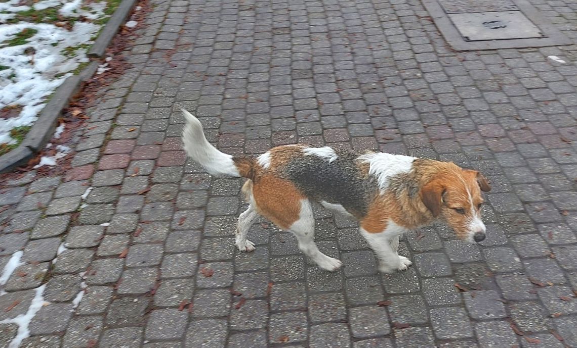 Odnotowano już cztery przypadki otrucia psów. Mieszkańcy ostrzegają: „Ktoś kręci się koło posesji”