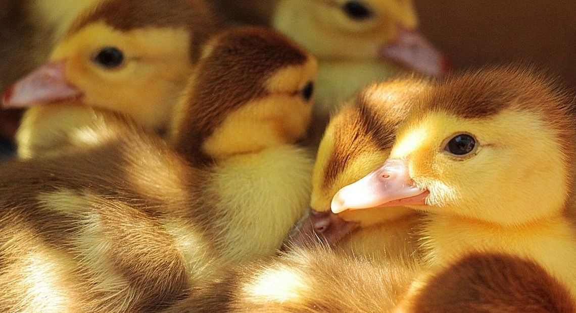 Ognisko ptasiej grypy wykryto na farmie kaczek w Kędzierzynie-Koźlu