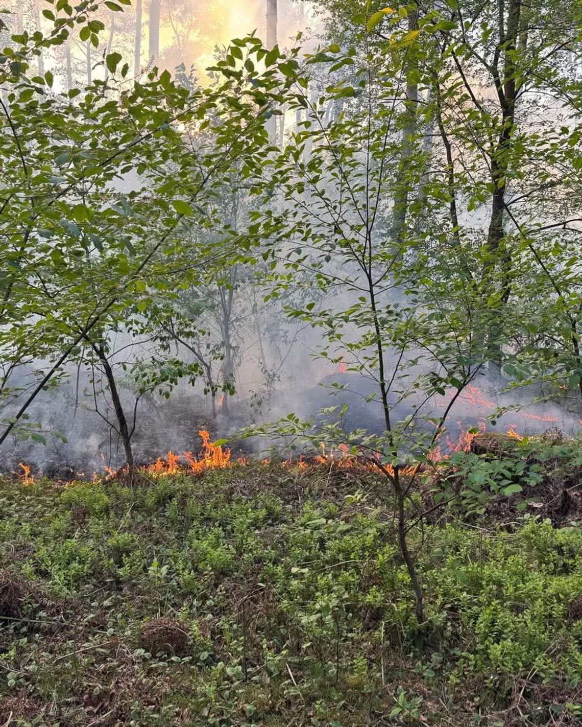 W Kłodnicy spłonęło około 16 arów lasu. W akcji śmigłowiec i samolot gaśniczy. ZDJĘCIA