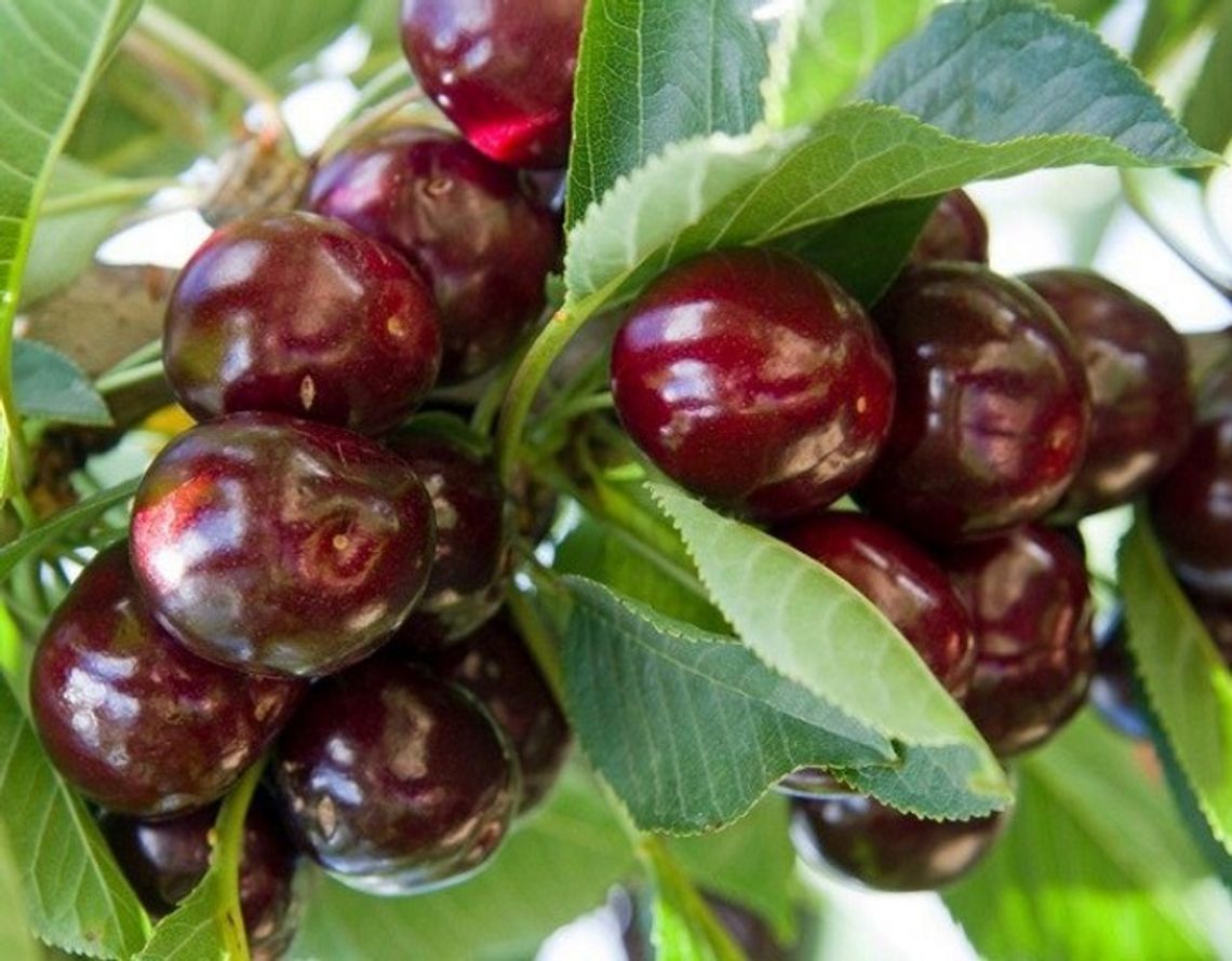 Owoce przez cały sezon - jak skomponować ogród, aby zbierać plony od wiosny do jesieni