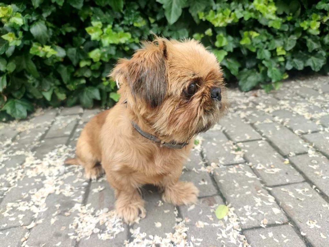 Pies pozostawiony w upale na balkonie, trafił tymczasowo do schroniska