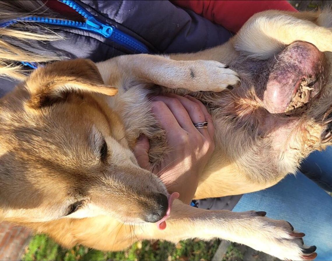 Znaleziono psa w stanie agonalnym. Niestety nie udało się go uratować