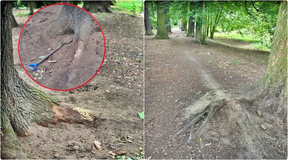 Planty to nie tor rowerowy! Niszczenie drzew to przestępstwo przeciwko wspólnej przestrzeni. ZDJĘCIA Planty to nie tor rowerowy! Niszczenie drzew to przestępstwo przeciwko wspólnej przestrzeni. ZDJĘCIA