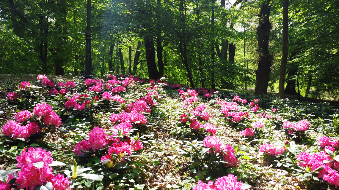 Po spacerze zagłosuj w konkursie na kozielskie planty Po spacerze zagłosuj w konkursie na kozielskie planty