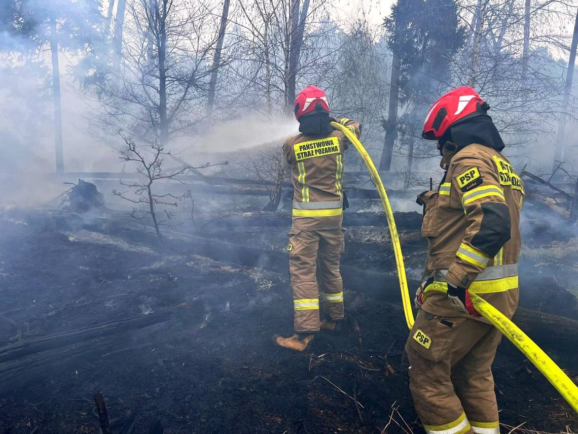 Podpalacz naszych lasów wciąż pozostaje bezkarny