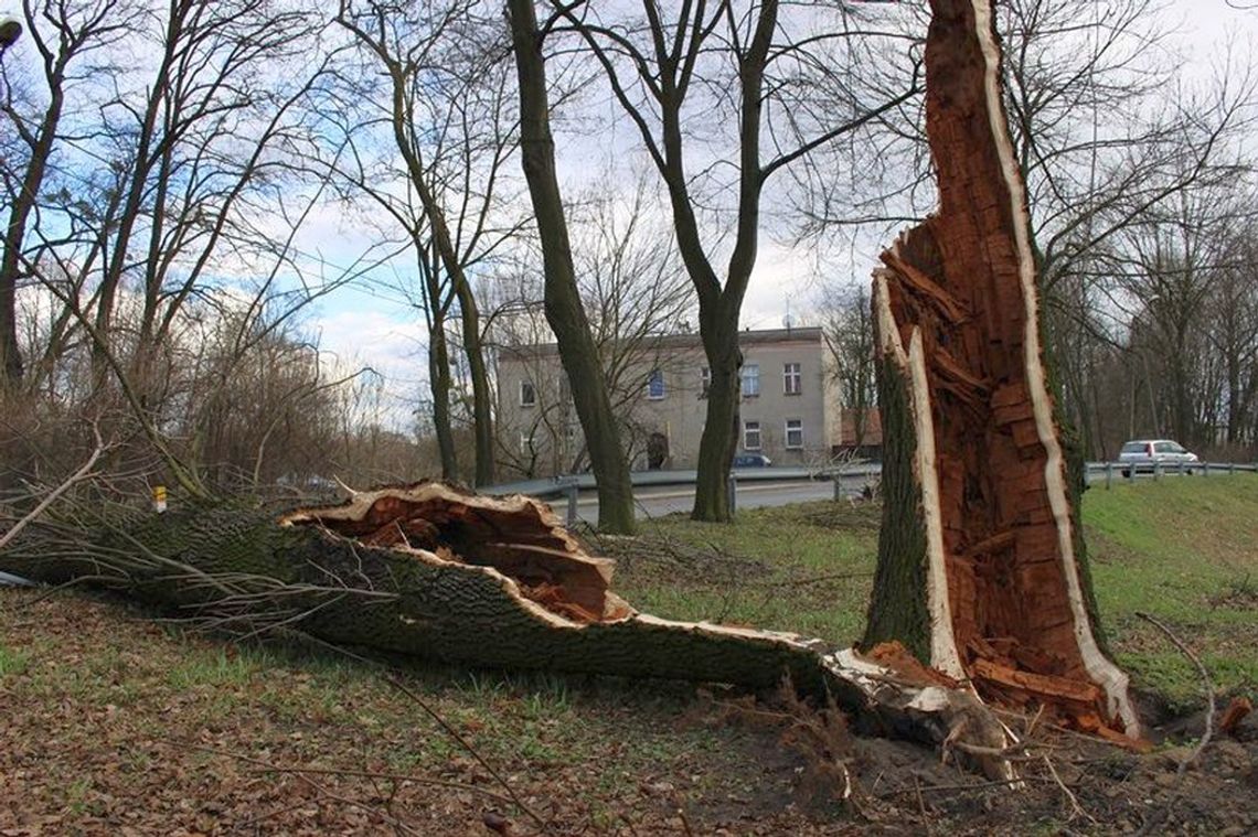 Pogoda w Kędzierzynie-Koźlu pod lupą ekspertów oraz mieszkańców