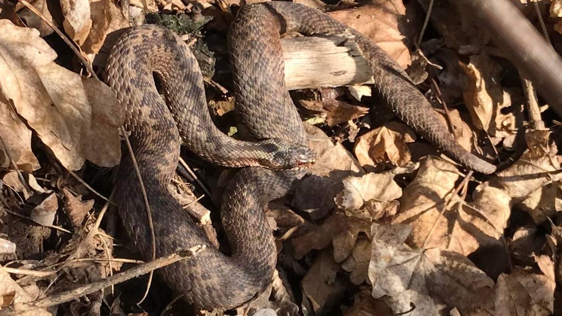 Pokaźnych rozmiarów żmija zygzakowata między Blachownią a Sławięcicami Pokaźnych rozmiarów żmija zygzakowata między Blachownią a Sławięcicami