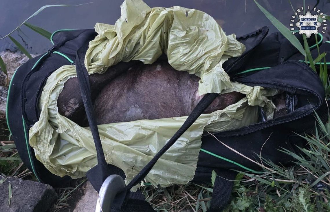 Policja prosi o pomoc w identyfikacji psa i ustaleniu właściciela. Uwaga, drastyczne zdjęcia!