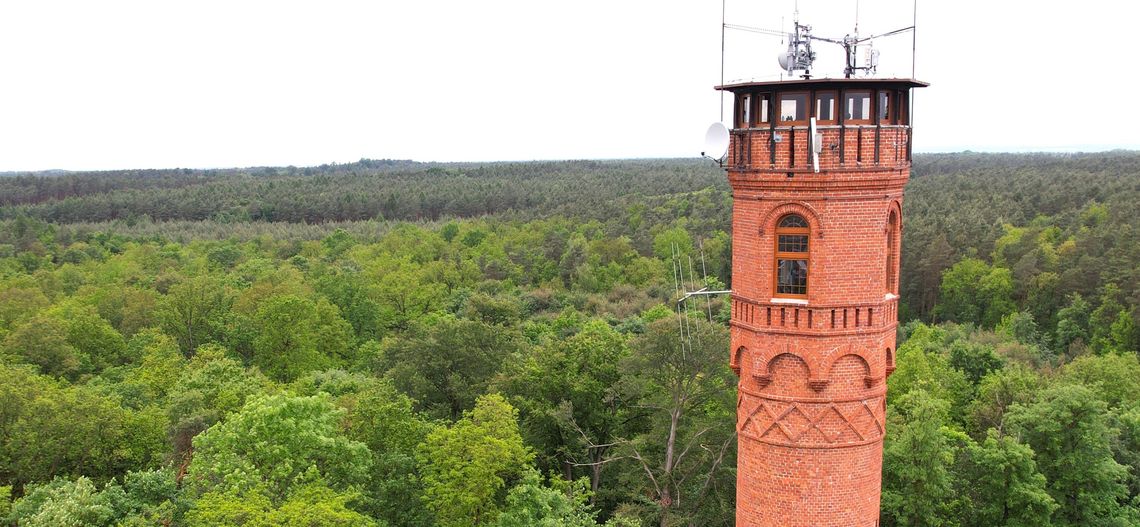 Pomniki przyrody Nadleśnictwa Kędzierzyn w dobrej kondycji