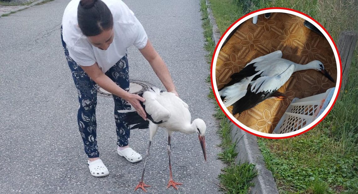 Porażony prądem bocian runął z masztu. Dzięki szybkiej pomocy przeżył Porażony prądem bocian runął z masztu. Dzięki szybkiej pomocy przeżył