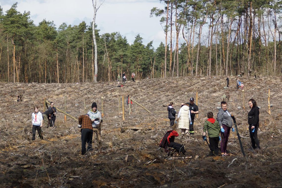 Posadź swoje drzewo w Kędzierzynie-Koźlu. Leśnicy zapraszają do wspólnej akcji Posadź swoje drzewo w Kędzierzynie-Koźlu. Leśnicy zapraszają do wspólnej akcji