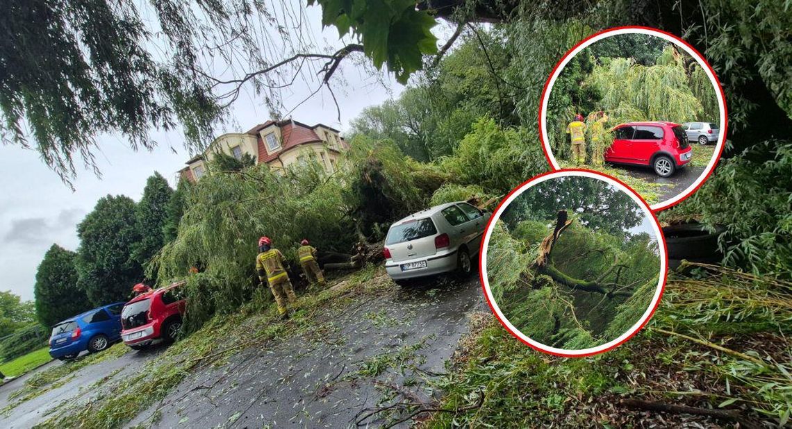 Potężna gałąź drzewa runęła na samochody przy ul. Balwirczaka w Koźlu. ZDJĘCIA
