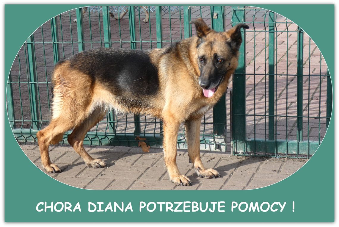 Potrzebne wsparcie dla suczki, u której zdiagnozowano białaczkę