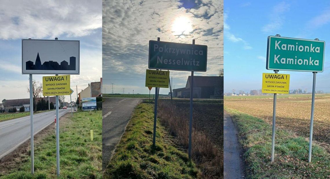 Powiat kędzierzyńsko-kozielski objęty strefą zakażenia ptasią grypą. Ważne zasady dla hodowców