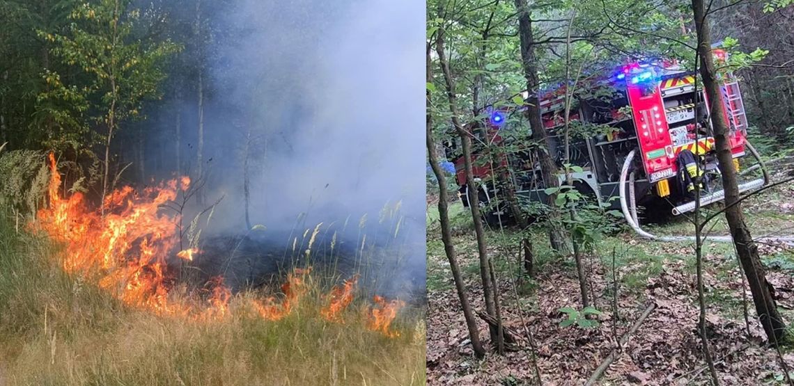 Pożar lasu w Kędzierzynie-Koźlu. Ogień strawił niemal 2,5 hektara