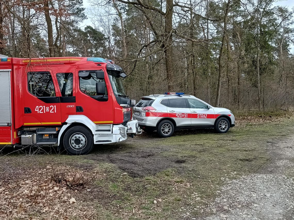 Pożar młodnika w Kłodnicy. Na miejscu interweniowała straż pożarna