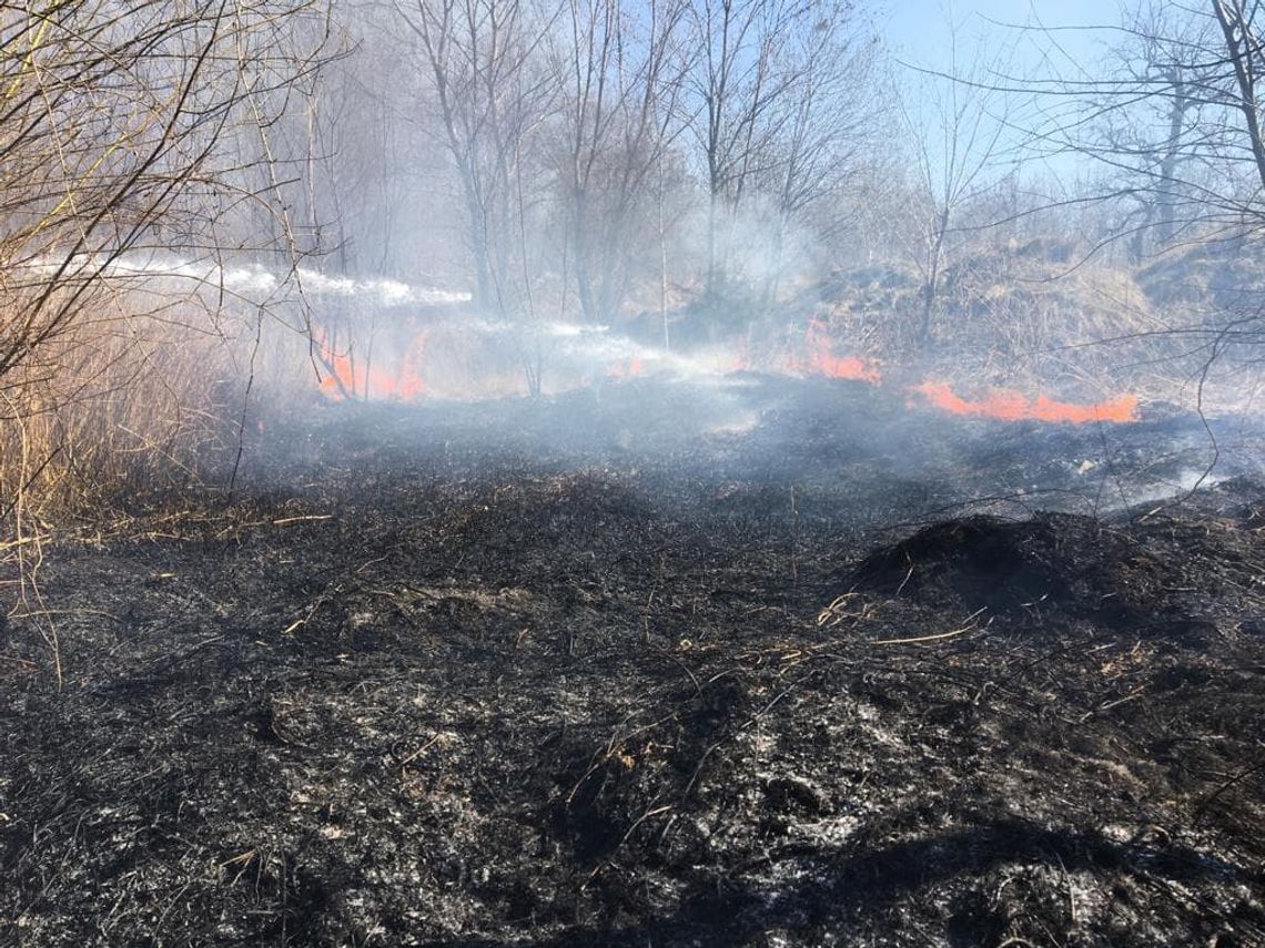 Pożar nieużytków przy ulicy Tartacznej. Zdjęcia z akacji strażaków