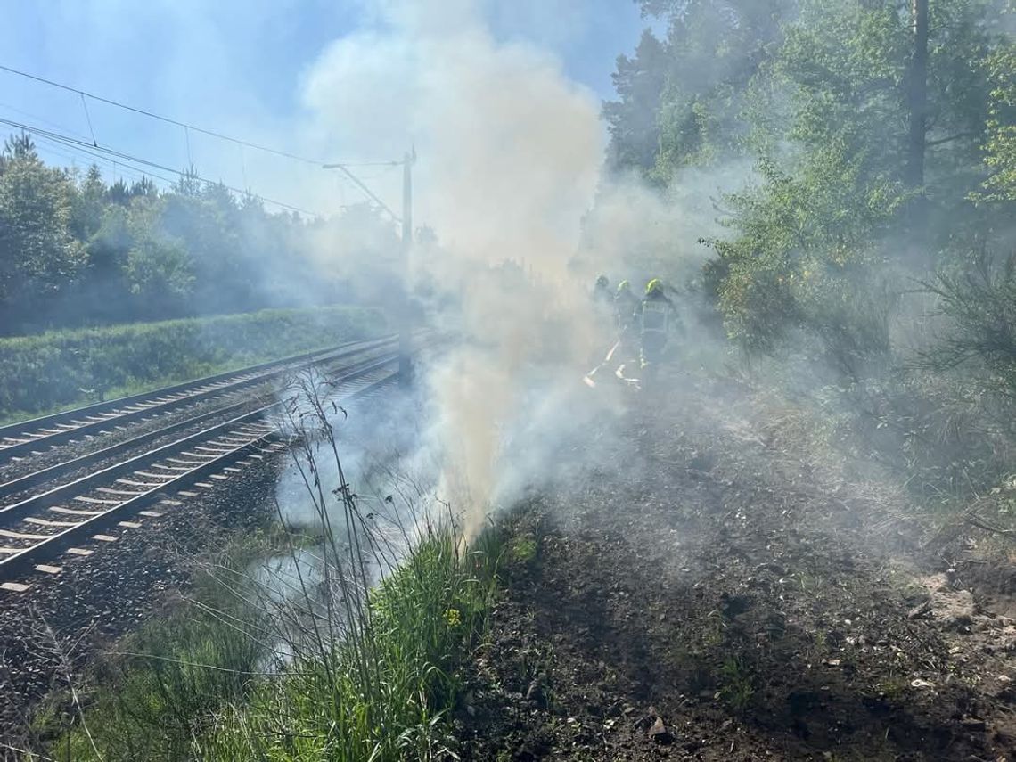 foto: Nadleśnictwo Rudy Raciborskie