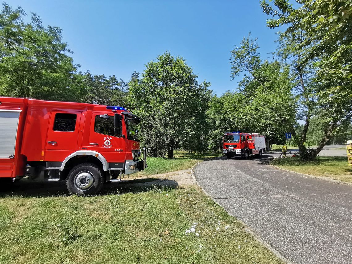 Pożar w lesie na osiedlu Blachownia. Strażacy apelują o rozwagę Pożar w lesie na osiedlu Blachownia. Strażacy apelują o rozwagę