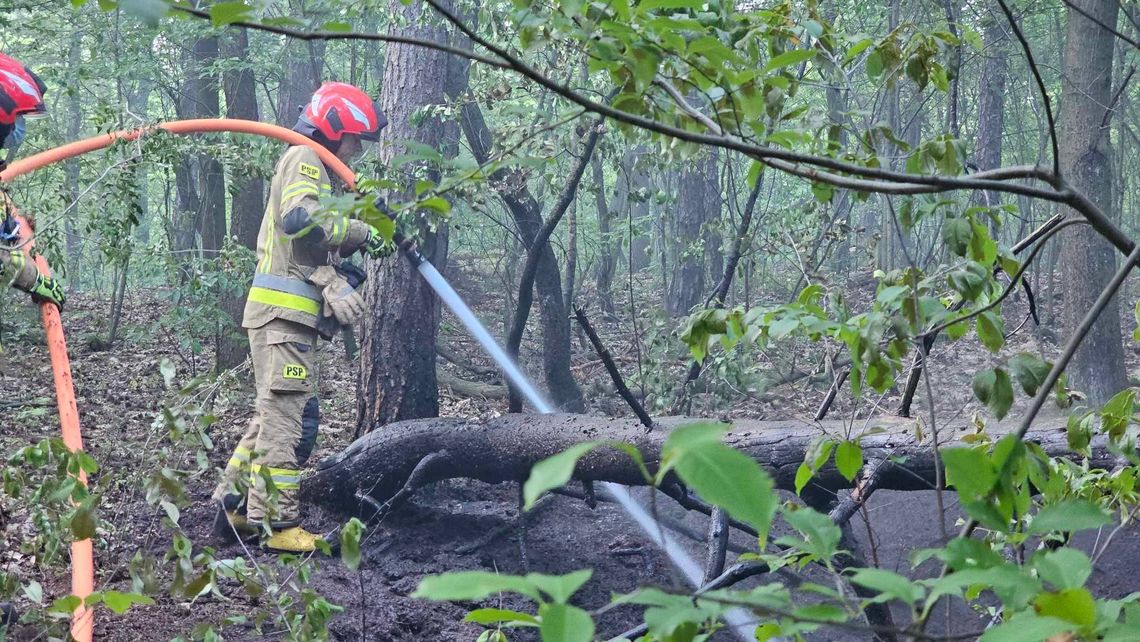 Pożar w lesie w rejonie ulicy Stalmacha. Interweniowali strażacy Pożar w lesie w rejonie ulicy Stalmacha. Interweniowali strażacy