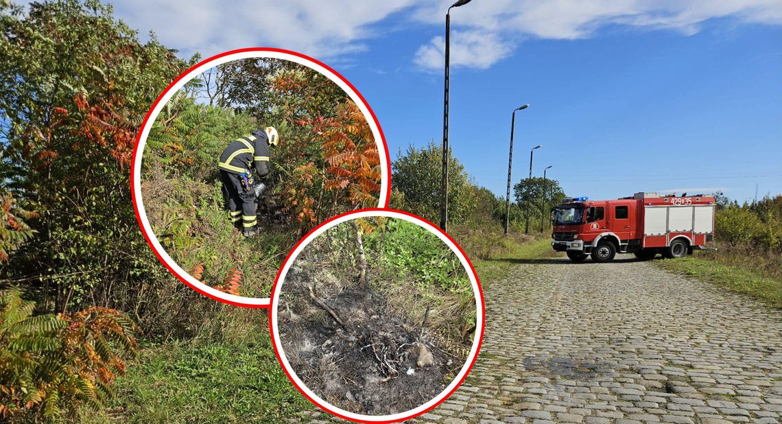 Pożar w Polskiej Cerekwi. Paliły się kable