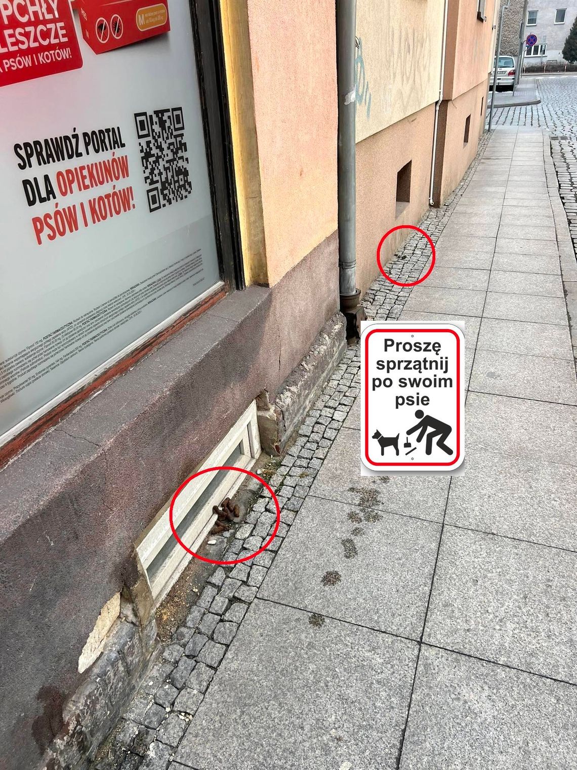 Kozielski przedsiębiorca ma dość sprzątania po cudzych psach. Zaapelował do właścicieli czworonogów Kozielski przedsiębiorca ma dość sprzątania po cudzych psach. Zaapelował do właścicieli czworonogów