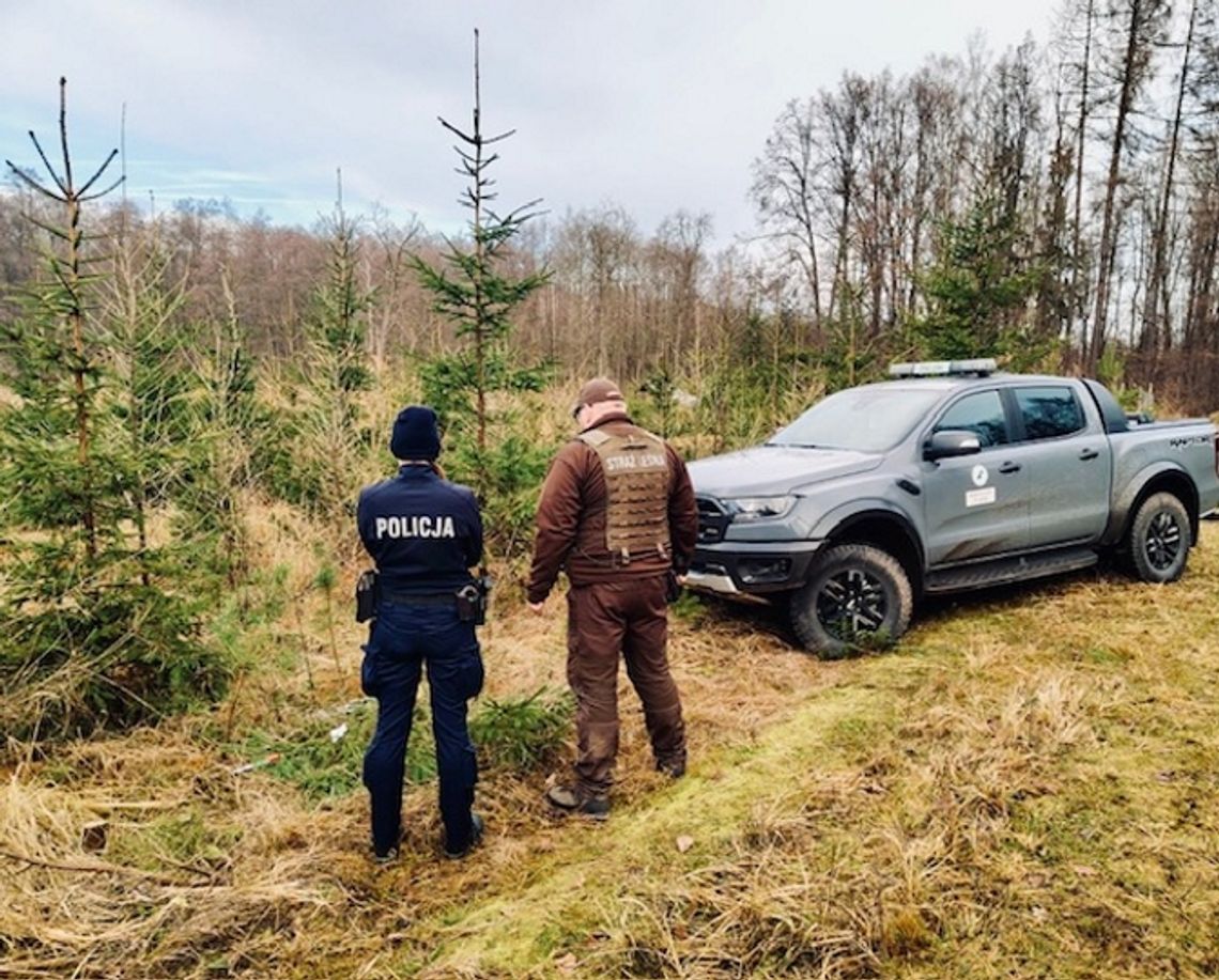 Przedświąteczna akcja „Stroisz”. Policjanci kontrolują lasy i miejsca sprzedaży choinek