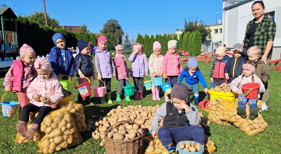 Przedszkolaki w Cisku ruszyły na wykopki. ZDJĘCIA Przedszkolaki w Cisku ruszyły na wykopki. ZDJĘCIA