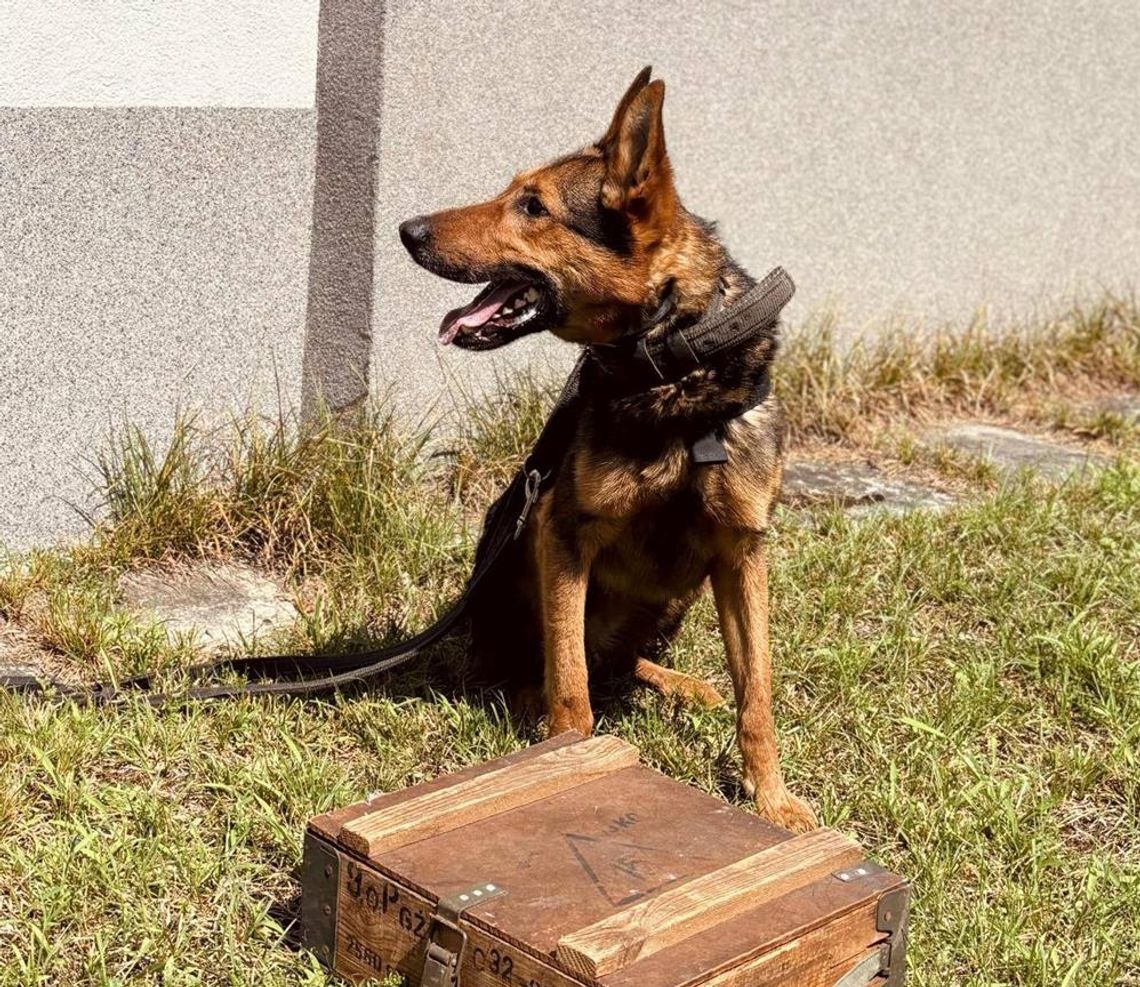 Psy szukały narkotyków i materiałów wybuchowych. Ćwiczenia w Kędzierzynie-Koźlu