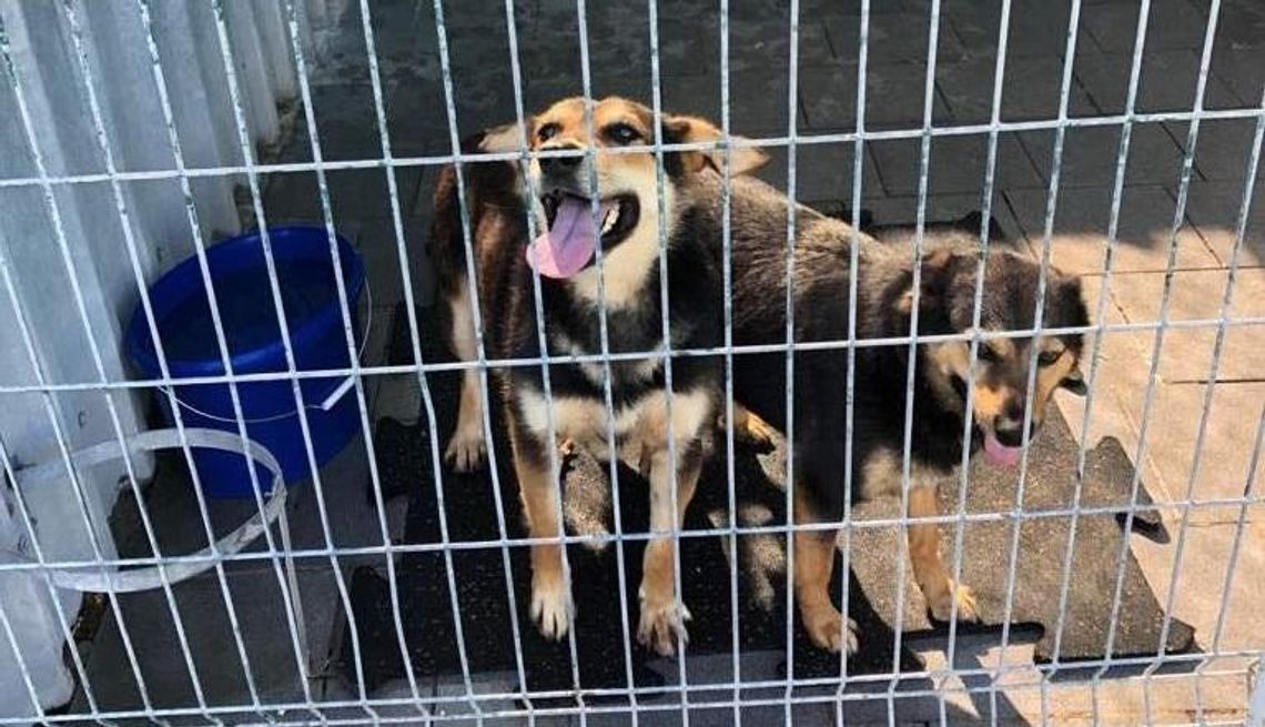 Psy z Radys trafiły do schroniska w Kędzierzynie-Koźlu i czekają na nowych właścicieli