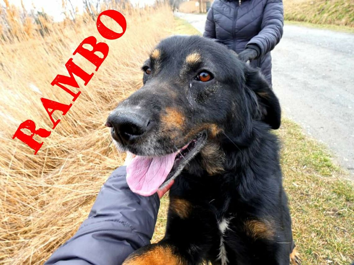 Rambo i Albert ze schroniska dla bezdomnych zwierząt do przygarnięcia