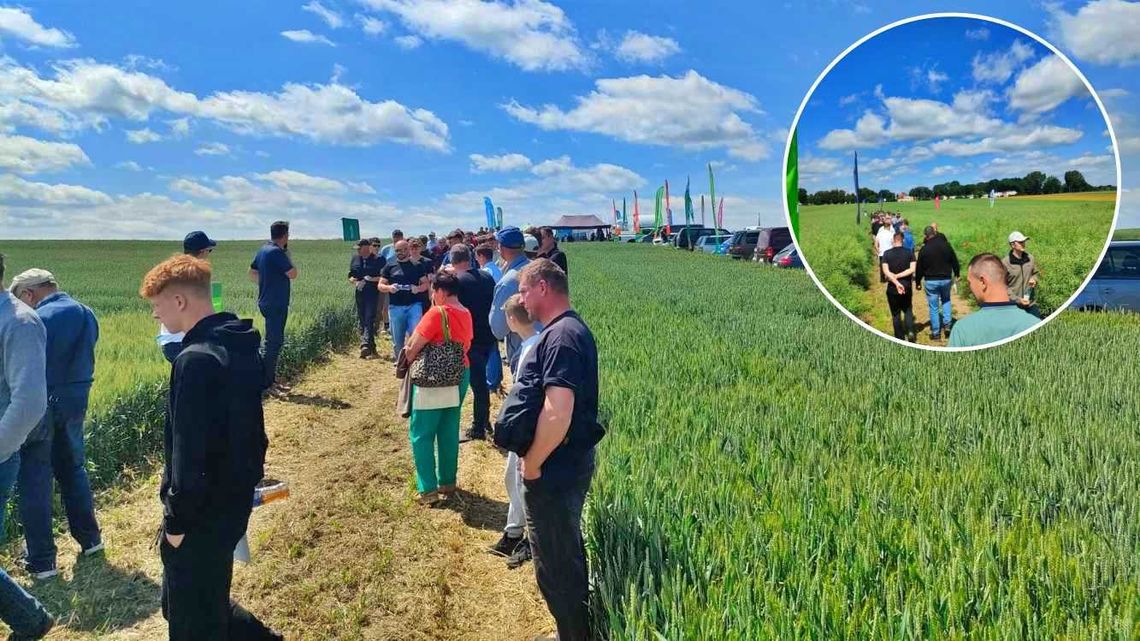 Rekordowa frekwencja i 58 odmian na poletkach pokazowych w Ostrożnicy. ZDJĘCIA Rekordowa frekwencja i 58 odmian na poletkach pokazowych w Ostrożnicy. ZDJĘCIA