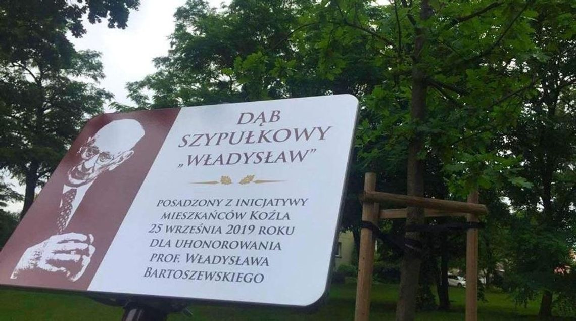 Rośnie ku pamięci Władysława Bartoszewskiego