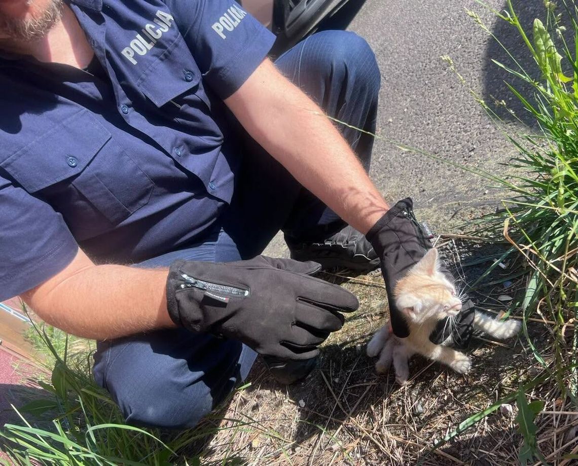 Rozpaczliwe miauczenie z wnętrza auta. Policjanci z Kędzierzyna-Koźla uratowali życie małego kotka
