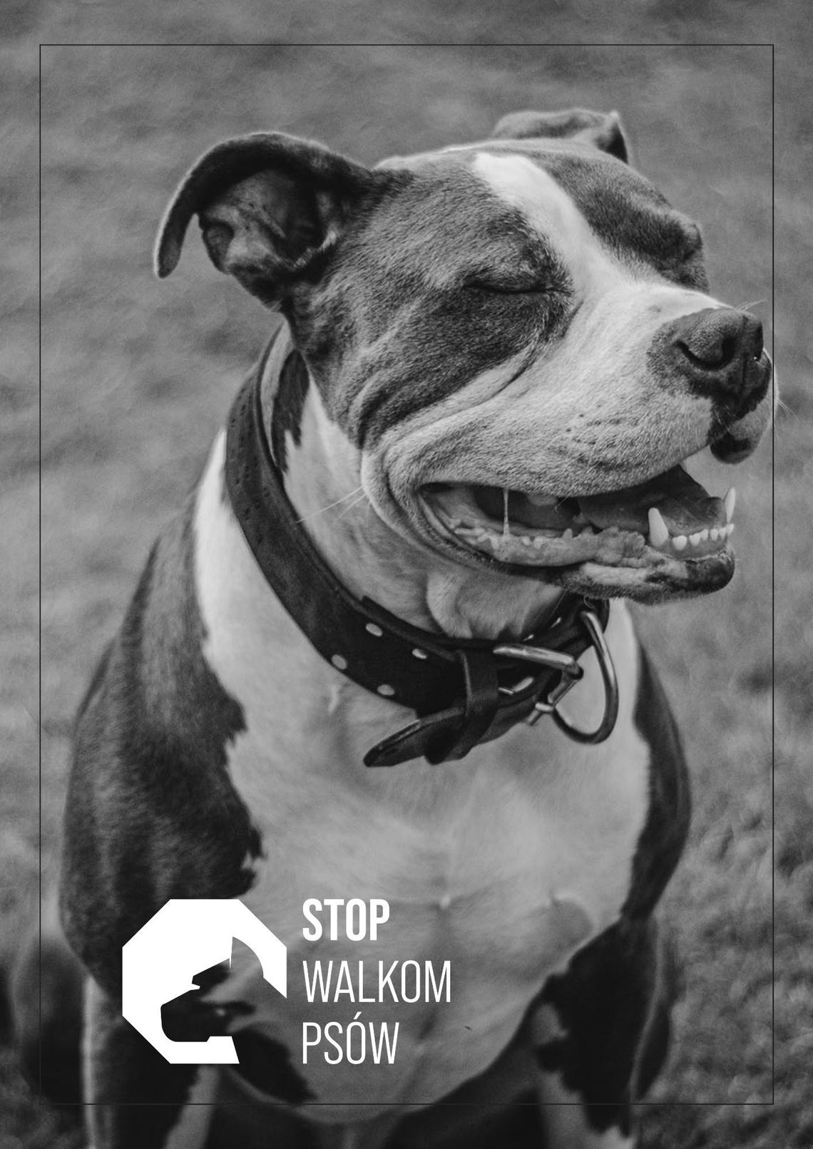 Ruszyła kampania “Stop walkom psów!”. Nie bądź obojętny!