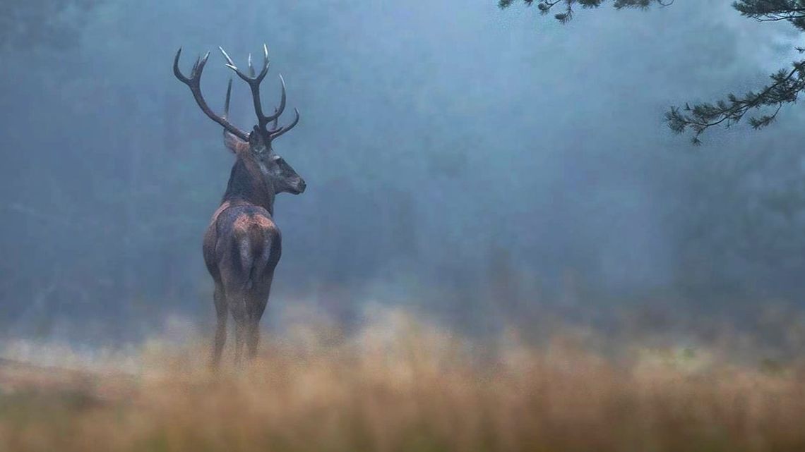 Rykowisko w Nadleśnictwie Kędzierzyn powoli się rozkręca